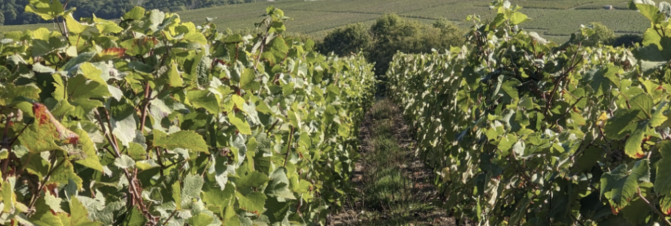 Champagne Vineyards